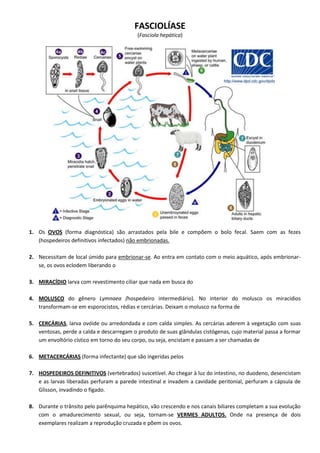 FASCIOLÍASE
(Fasciola hepática)
1. Os OVOS (forma diagnóstica) são arrastados pela bile e compõem o bolo fecal. Saem com as fezes
(hospedeiros definitivos infectados) não embrionadas.
2. Necessitam de local úmido para embrionar-se. Ao entra em contato com o meio aquático, após embrionar-
se, os ovos eclodem liberando o
3. MIRACÍDIO larva com revestimento ciliar que nada em busca do
4. MOLUSCO do gênero Lymnaea (hospedeiro intermediário). No interior do molusco os miracídios
transformam-se em esporocistos, rédias e cercárias. Deixam o molusco na forma de
5. CERCÁRIAS, larva ovóide ou arredondada e com calda simples. As cercárias aderem à vegetação com suas
ventosas, perde a calda e descarregam o produto de suas glândulas cistógenas, cujo material passa a formar
um envoltório cístico em torno do seu corpo, ou seja, encistam e passam a ser chamadas de
6. METACERCÁRIAS (forma infectante) que são ingeridas pelos
7. HOSPEDEIROS DEFINITIVOS (vertebrados) suscetível. Ao chegar à luz do intestino, no duodeno, desencistam
e as larvas liberadas perfuram a parede intestinal e invadem a cavidade peritonial, perfuram a cápsula de
Glisson, invadindo o fígado.
8. Durante o trânsito pelo parênquima hepático, vão crescendo e nos canais biliares completam a sua evolução
com o amadurecimento sexual, ou seja, tornam-se VERMES ADULTOS. Onde na presença de dois
exemplares realizam a reprodução cruzada e põem os ovos.
 