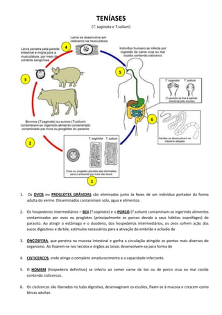 TENÍASES
(T. saginata e T.solium)
1. Os OVOS ou PROGLOTES GRÁVIDAS são eliminados junto às fezes de um indivíduo portador da forma
adulta do verme. Disseminados contaminam solo, água e alimentos.
2. Os hospedeiros intermediários – BOI (T.saginata) e o PORCO (T.solium) contaminam-se ingerindo alimentos
contaminados por ovos ou proglotes (principalmente os porcos devido a seus hábitos coprófagos) do
parasito. Ao atingir o estômago e o duodeno, dos hospedeiros intermediários, os ovos sofrem ação dos
sucos digestivos e da bile, estímulos necessários para a ativação do embrião e eclosão da
3. ONCOSFERA, que penetra na mucosa intestinal e ganha a circulação atingido os pontos mais diversos do
organismo. Ao fixarem-se nos tecidos e órgãos as larvas desenvolvem-se para forma de
4. CISTICERCOS, onde atinge o completo amadurecimento e a capacidade infectante.
5. O HOMEM (hospedeiro definitivo) se infecta ao comer carne de boi ou de porco crua ou mal cozida
contendo cisticercos.
6. Os cisticercos são liberados no tubo digestivo, desenvaginam os escólex, fixam-se à mucosa e crescem como
tênias adultas.
1
2
3
4
5
6
 