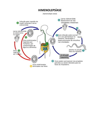 HIMENOLEPSÍASE
(Hymenolepis nana)
 