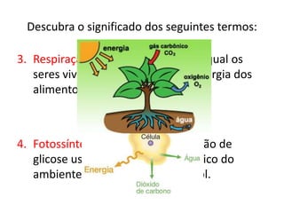 Descubra o significado dos seguintes termos:
3. Respiração celular: processo pelo qual os
seres vivos conseguem obter a energia dos
alimentos.
4. Fotossíntese: processo de produção de
glicose usando água e gás carbônico do
ambiente e a energia da luz do sol.
 