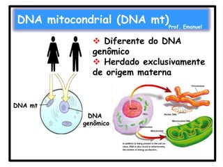 DNA mitocondrial (DNA mt)Prof. Emanuel
 Diferente do DNA
genômico
 Herdado exclusivamente
de origem materna

DNA mt
DNA
genômico

 