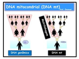DNA mitocondrial (DNA mt)Prof. Emanuel

DNA genômico

DNA mt

 