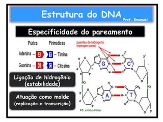 Estrutura do DNA

Prof. Emanuel

Especificidade do pareamento

Ligação de hidrogênio
(estabilidade)

Atuação como molde
(replicação e transcrição)

 