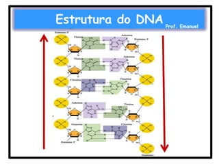 Estrutura do DNA

Prof. Emanuel

 