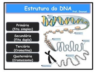 Estrutura do DNA
Primária
(fita simples)
Secundária
(fita dupla)
Terciária
(Cromatina)

Quaternária
(Cromossomo)

Prof. Emanuel

 