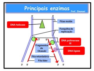 Principais enzimas

Prof. Emanuel

DNA helicase

DNA polimerase
III
DNA ligase

 