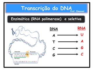 Transcrição do DNA

Prof. Emanuel

Enzimática (RNA polimerase) e seletiva
DNA

RNA

A

U

T

A

C

G

G

C

 