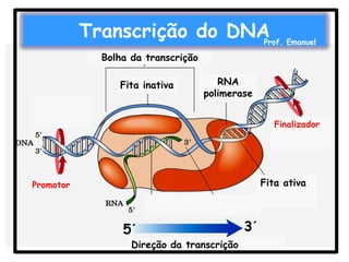 Transcrição do DNA

Prof. Emanuel

Bolha da transcrição
Fita inativa

RNA
polimerase
Finalizador

Fita ativa

Promotor

5´

Direção da transcrição

3´

 