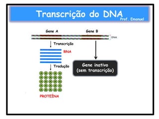 Transcrição do DNA

Prof. Emanuel

Gene A

Gene B

Transcrição
RNA

Tradução

PROTEÍNA

Transcrição

RNA

Gene inativo
(sem transcrição)

 