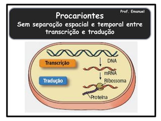 Procariontes

Prof. Emanuel

Sem separação espacial e temporal entre
transcrição e tradução

 