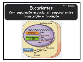 Eucariontes

Prof. Emanuel

Com separação espacial e temporal entre
transcrição e tradução

 