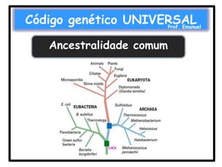 Código genético UNIVERSAL

Prof. Emanuel

Ancestralidade comum

 