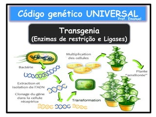 Código genético UNIVERSAL

Prof. Emanuel

Transgenia

(Enzimas de restrição e Ligases)

 