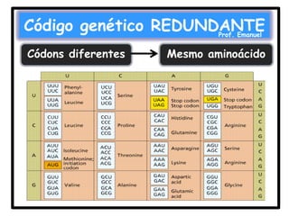 Código genético REDUNDANTE
Prof. Emanuel

Códons diferentes

Mesmo aminoácido

 