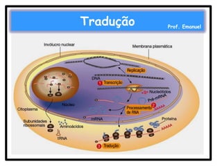Tradução

Prof. Emanuel

 