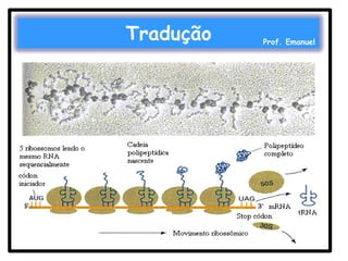 Tradução

Prof. Emanuel

 