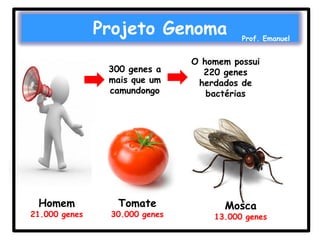 Projeto Genoma
300 genes a
mais que um
camundongo

Homem

21.000 genes

Tomate

30.000 genes

Prof. Emanuel

O homem possui
220 genes
herdados de
bactérias

Mosca

13.000 genes

 