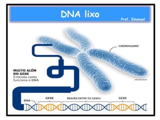 DNA lixo

Prof. Emanuel

 