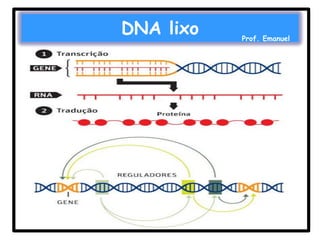 DNA lixo

Prof. Emanuel

 