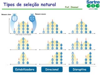 Tipos de seleção natural

Prof. Emanuel

Besouro escuro

Besouro claro

Estabilizadora

Direcional

Disruptiva

 