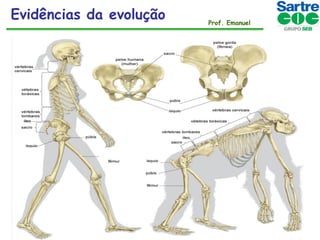 Evidências da evolução

Prof. Emanuel

 