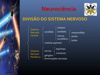 Neurociência
aula 01
DIVISÃO DO SISTEMA NERVOSO
Sistema
Nervoso
Central
Sistema
Nervoso
Periférico
encéfalo
medula espinhal
cérebro
cerebelo
tronco
encefálico
mesencéfalo
ponte
bulbo
nervos
gânglios
terminações nervosas
espinhais
cranianos
 
