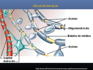http://www.afh.bio.br/nervoso/nervoso2.asp#neurotransmissores
CÉLULAS DA GLIA
 