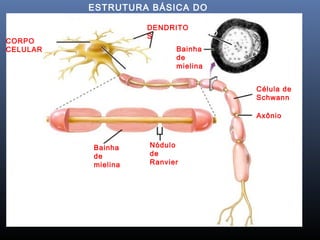 ESTRUTURA BÁSICA DO
NEURÔNIO
CORPO
CELULAR
Núcleo
DENDRITO
S AXÔNIO
Bainha
de
mielina
Célula de
Schwann
Axônio
Bainha
de
mielina
Nódulo
de
Ranvier
 