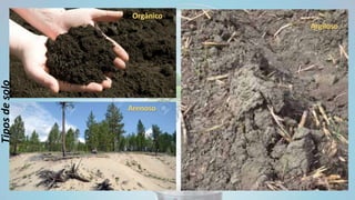 Orgânico
Arenoso
Argiloso
Tiposdesolo
 