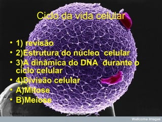 Ciclo da vida celular
• 1) revisão
• 2)Estrutura do núcleo celular
• 3)A dinâmica do DNA durante o
ciclo celular
• 4)Divisão celular
• A)Mitose
• B)Meiose
19/08/15 Professora Ionara
 