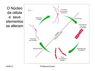 O Núcleo
da célula
e seus
elementos
se alteram
19/08/15 Professora Ionara
 