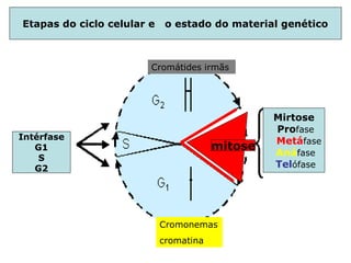 Etapas do ciclo celular e o estado do material genético
Cromonemas
cromatina
Cromátides irmãs
Mirtose
Profase
Metáfase
Anáfase
Telófase
Intérfase
G1
S
G2
mitose
 