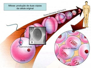 Mitose: produção de duas cópias
da célula original
 