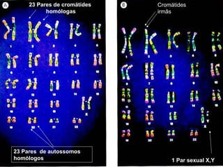 23 Pares de autossomos
homólogos 1 Par sexual X,Y
23 Pares de cromátides
homólogas
Cromátides
irmãs
 