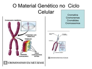 O Material Genético no Ciclo
Celular Cromatina
Cromonemas
Cromátides
Cromossomos
 