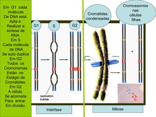 Em G1 cada
molécula
De DNA está
Apta a
Realizar a
síntese de
RNA.
Em S
Cada molécula
de DNA
Se auto duplica
Em G2
Todos os
Cromonemas
Estão no
Estágio de
Cromátides.
Em G2
A célula
Se acomoda
Para entrar
Em divisão.
G1 S G2
Cromátides
condensadas
Cromossomos
nas
células
filhas
Intérfase Mitose
 