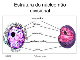 Estrutura do núcleo não
divisional
19/08/15 Professora Ionara
 