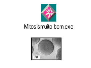 Mitosismuito bom.exe
 