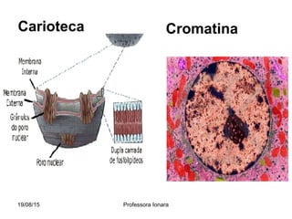 Carioteca Cromatina
19/08/15 Professora Ionara
 