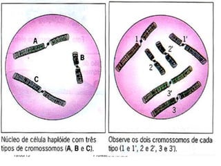 19/08/15 Professora Ionara
 