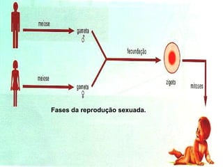 19/08/15 Professora Ionara
Fases da reprodução sexuada.
 