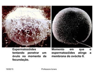 19/08/15 Professora Ionara
Espermatozóides
tentando penetrar um
óvulo no momento da
fecundação.
Momento em que o
espermatozóides atinge a
membrana do ovócito II.
 