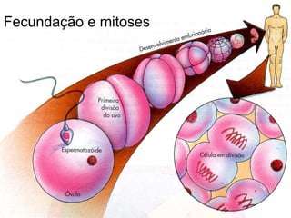 19/08/15 Professora Ionara
Fecundação e mitoses
 