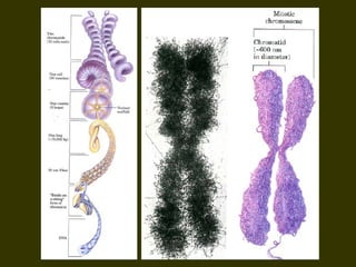 19/08/15 Professora Ionara
 