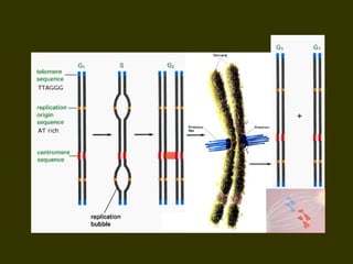 19/08/15 Professora Ionara
 