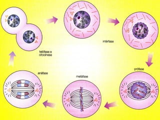 19/08/15 Professora Ionara
 