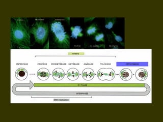 19/08/15 Professora Ionara
 