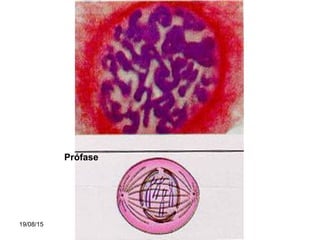 19/08/15 Professora Ionara
Prófase
 
