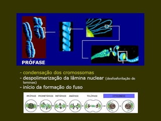 19/08/15 Professora Ionara
 