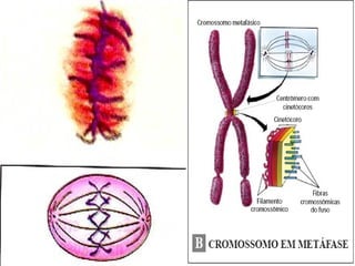 19/08/15 Professora Ionara
 